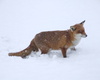 Volpe nella neve davanti rifugio Motta