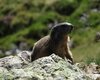 Marmotta