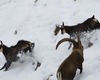 Rupicapra rupicapra e Capra Ibex