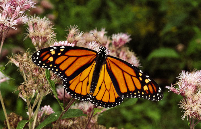 farfalla_biodiversita