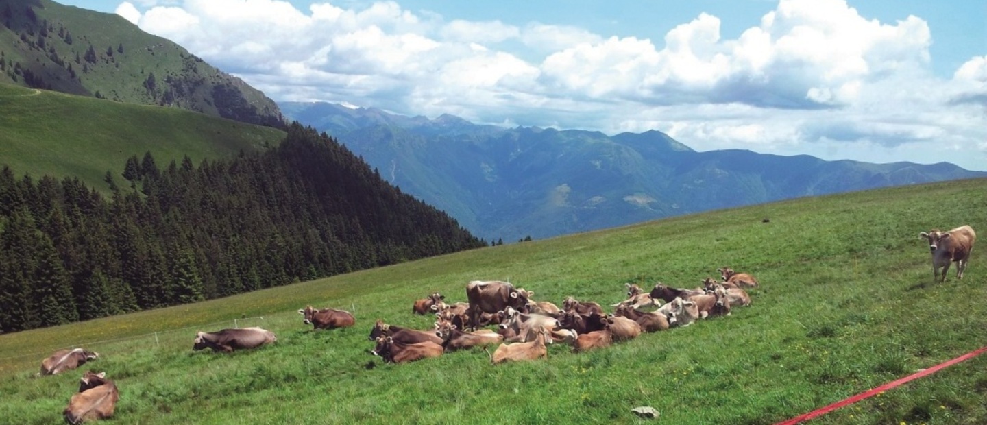 Malga Pian della Palù