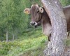Malga Stavello, mucca