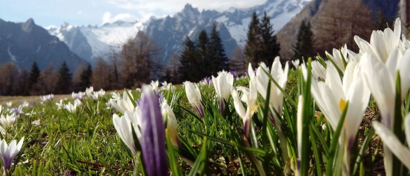 Crocus in alpe granda