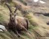 Animali primaverili vicino al rifugio