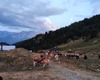 alpeggio Alpe Val Bighera, mucche