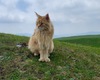 Alben, la mascotte del rifugio Parafulmine