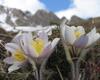 Flora nei pressi del Rifugio alpino al Passo di Cassana