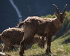 camosci al pascolo rifugio coca