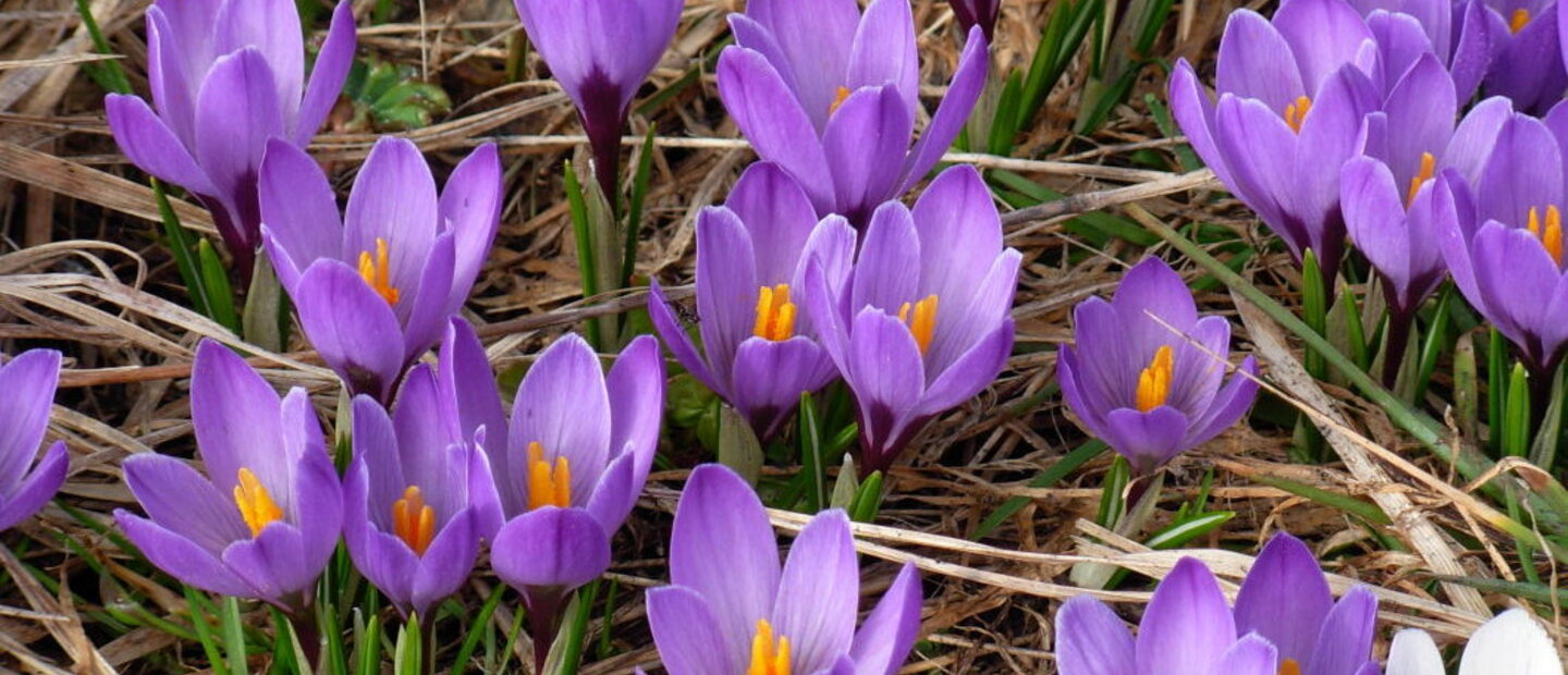 crocus