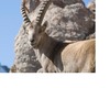 Capra Ibex