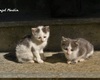 gattini del Rifugio Frasnedo