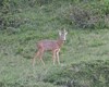 Gli animali che si vedono al rifugio ecco un capriolo visto nei d'intorni del rifugio.