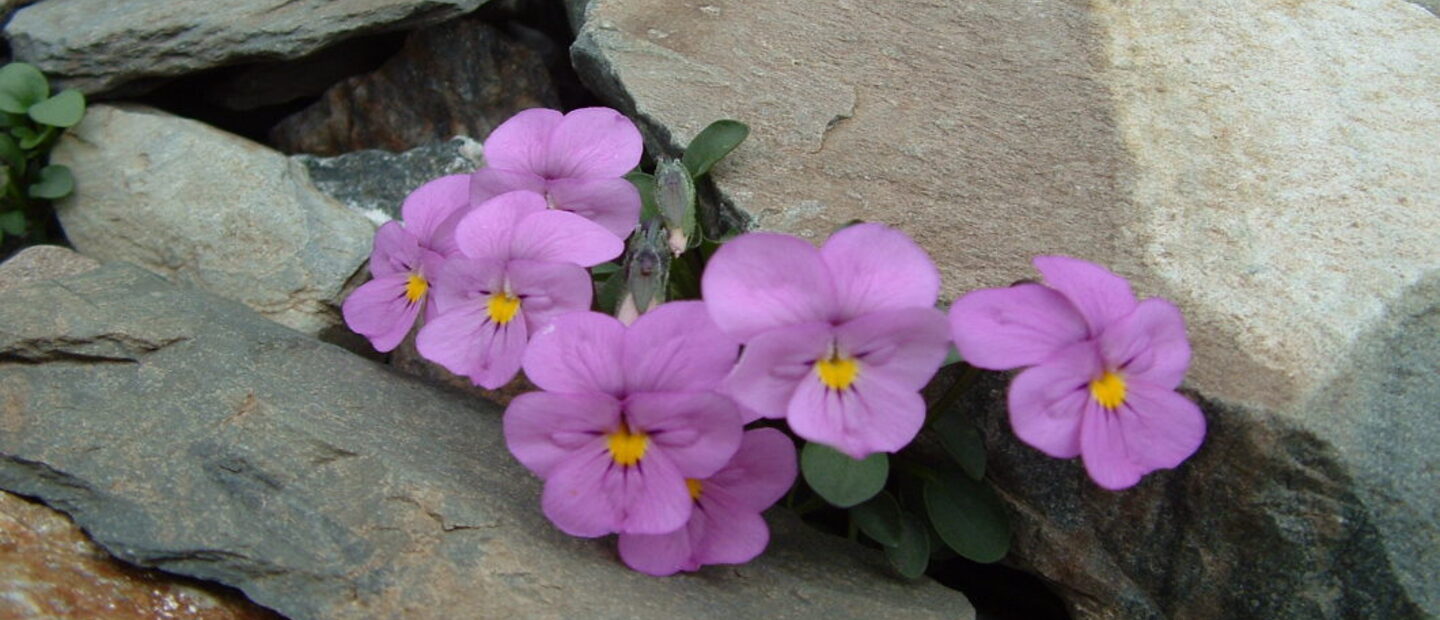 Viola Comollia