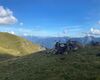 Alpe Camisolo, mucche