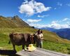 Alpe Camisolo, mucca e formaggi d'alpeggio