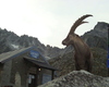 stambecco al rifugio tonolini