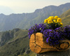 i bellissimi e colorati fiori del rifugio