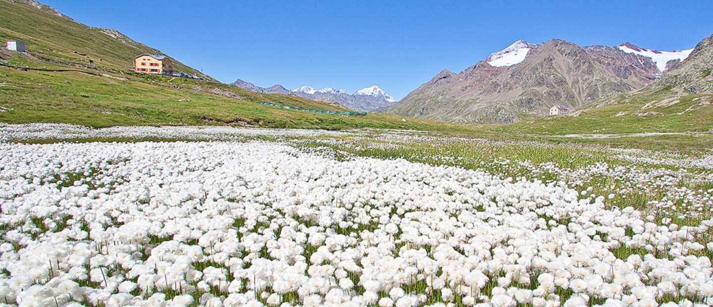 Eriofori vicino al rifugio Berni