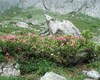 Ecco un cespuglio di rododendri fiorito. Nei dintorni del rifugio è tutto un susseguirsi di cespugli di rododendri in fiore , a giugno. Nei mesi successivi per vederne la fioritura ci si deve spostare in alto.