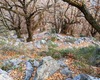 Lunga e strepito scalinata che garantisce selezione all'ingresso alla Val Codera. Solo i più convinti e gli amanti della montagna avvezzi al godimento che la fatica di regala si avventurano lungo i 2000 grandini che portano fino all'abitato di Codera. Tutto questo garantisce la seguente condizione: 