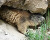 Una marmotta al rifugio Fratelli Longo