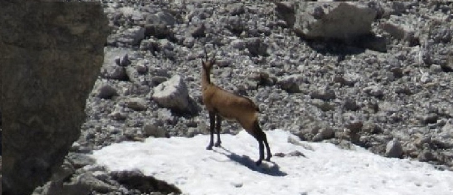 Camosci nei pressi del rifugio