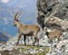 STAMBECCHI IN VAL ZEBRU' - PARCO NAZIONALE DELLO STELVIO