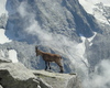 stambecco su cima plem