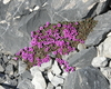 Flora e fauna al rifugio quinto alpini in alta valtellina parco nazionale dello stelvio gruppo ortles cevedale
