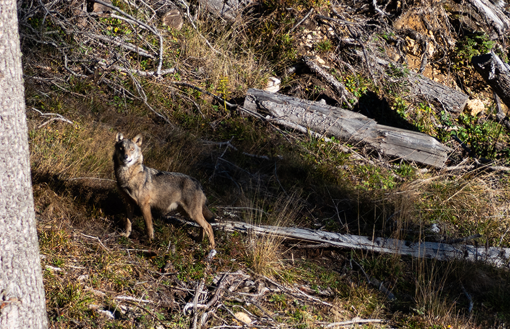Lupo_Rifugio_Quintoalpini