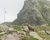 stambecco al rifugio Benigni