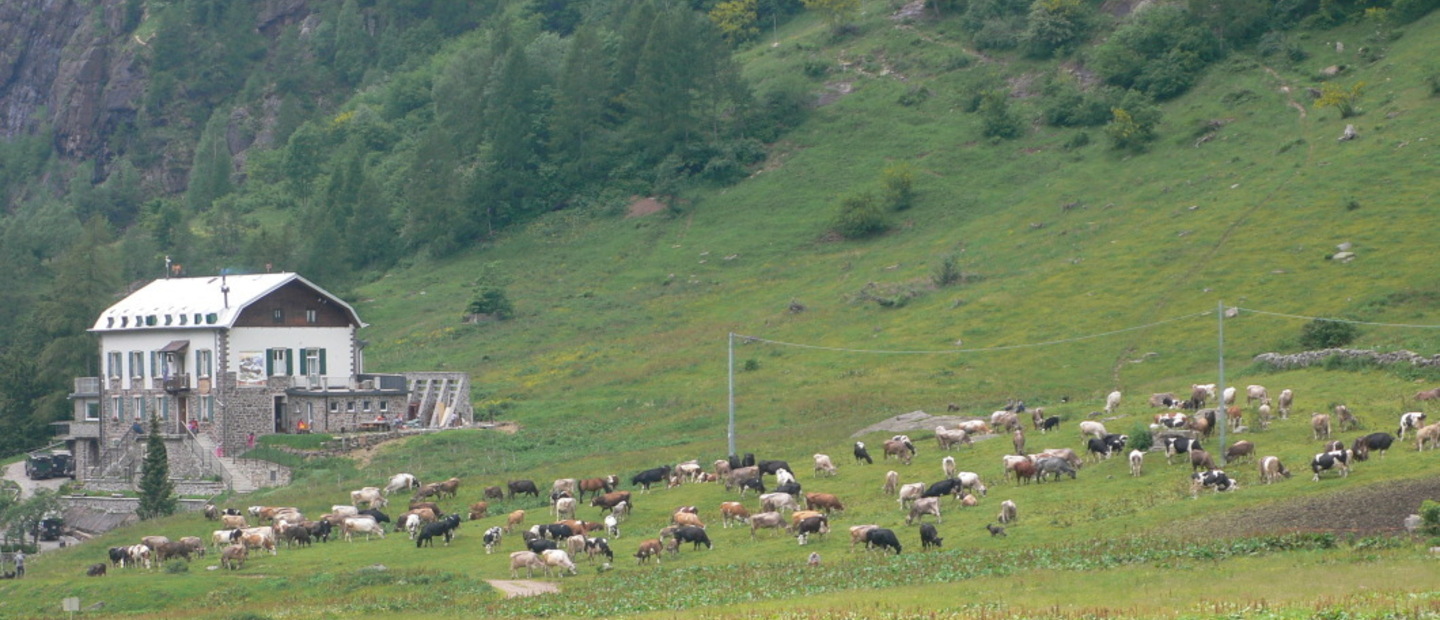 mucche vicino rifugio tavecchia