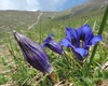 Salendo dallo Zuccone....bellissima questa genziana! Lei la protagonista e sullo sfondo si intravede il rifugio....la nostra meta!!