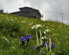 Fioriture di giugno