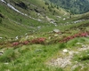 La Valle dall'alto colorata dai rododendri