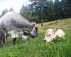 Malga Zandilla, animali al pascolo