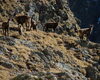 Stambecchi al rifugio F.lli Longo