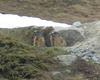 marmotte rifugio cristina