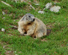 marmotta nel prato