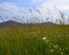 Erbe e fiori gustosi per il pascolo.