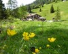 Sullo sfondo si intravede il rifugio. In primo piano alcuni fiori spontanei della montagna spuntano fra l'erba dei prati che circondano la costruzione nella parte anteriore