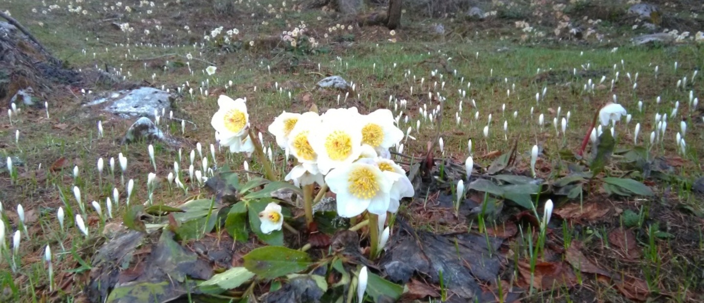 FIORITURA PRIMAVERILE..