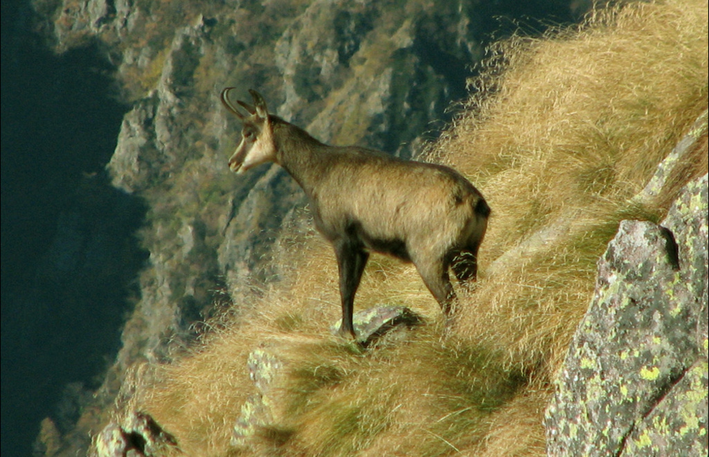 Allegato #1