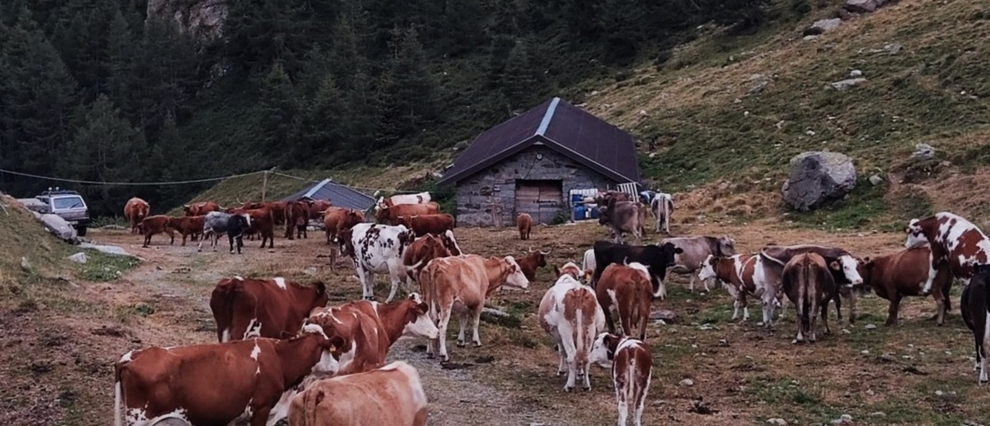alpeggio Alpe Val Bighera