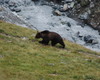 L'ORSO IN VAL ZEBRU - PARCO NAZIONALE DELLO STELVIO