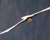 Aquila Reale