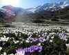 Fioritura primaverile dei crocus