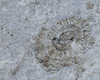 fossile Ammonite ritrovato su una roccia lungo il sentiero che porta al rifugio.