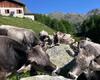 alpeggio Alpe Val Bighera, mucche