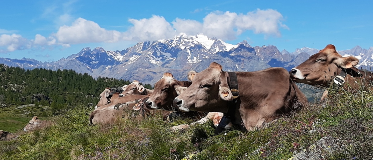 mucche al pascolo- rifugio ca runcasch